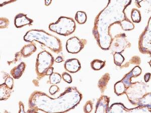 Immunohistochemical analysis of formalin-fixed, paraffin-embedded human placenta using Anti-HCG alpha Antibody [HCGa/53]