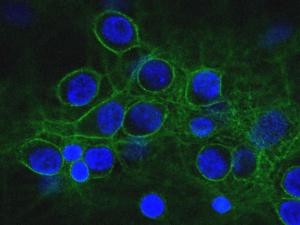 Confocal image of mixed neuron-glial cultures stained with Anti-a-II Spectrin Antibody (green) and counterstained for DNA (blue)