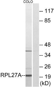 Antibody anti-RPL27A 100 µg