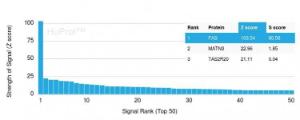 Analysis of protein array containing more than 19,000 full-length human proteins using Anti-Fas Antibody [FAS/3588]