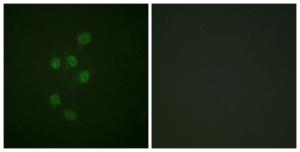 Immunofluorescence analysis of A549 cells using Anti-HDAC3 (phospho Ser424) Antibody. The right hand panel represents a negative control, where the antibody was pre-incubated with the immunising peptide.