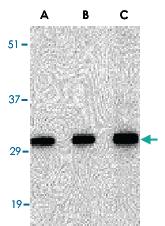 Anti-SNAI2 Rabbit Polyclonal Antibody