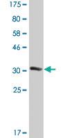 Anti-EFHD1 Mouse Monoclonal Antibody [clone: 1F5]