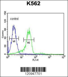 Anti-ENAM Rabbit Polyclonal Antibody