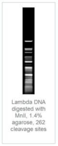 FERMFD1074 - ENZYME FD MNLI 50µL (50RXN)