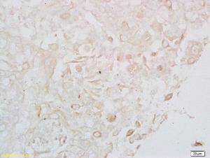 Anti-LONP1 Rabbit Polyclonal Antibody