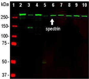 Western blot analysis of neural tissue and cell lysates using Anti-a-II Spectrin Antibody (green): [1] protein standard, [2] rat whole brain, [3] rat spinal cord, [4] mouse whole brain, [5] mouse spinal cord, [6] NIH-3T3, [7] HEK293, [8] HeLa, [9] SH-SY5Y, [10] C6 cells