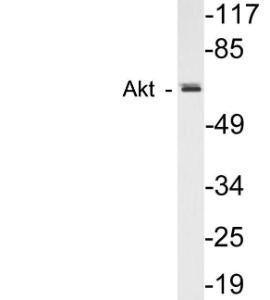 Western blot analysis of lysates from HeLa cells using Anti-Akt Antibody