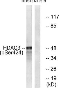 Western blot analysis of lysates from NIH/3T3 cells using Anti-HDAC3 (phospho Ser424) Antibody. The right hand lane represents a negative control, where the antibody is blocked by the immunising peptide.