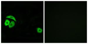 Antibody anti-RPL27A 100 µg