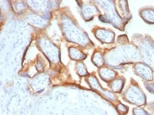 Immunohistochemical analysis of formalin-fixed, paraffin-embedded human placenta using Anti-HCG alpha Antibody [SPM552]