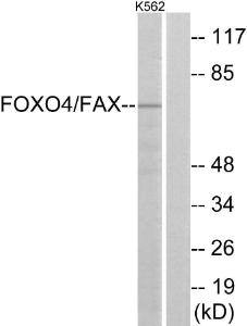 Western blot analysis of lysates from K562 cells, treated with serum using Anti-AFX Antibody. The right hand lane represents a negative control, where the antibody is blocked by the immunising peptide.