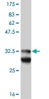 Anti-EFHD1 Mouse Monoclonal Antibody [clone: 1A8]