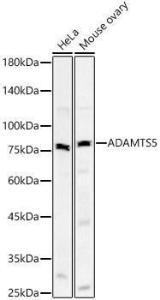 Antibody A309273-100 100 µl