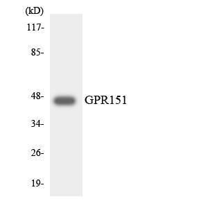 Western blot analysis of the lysates from HeLa cells using Anti-GPR151 Antibody