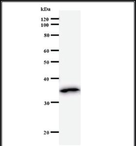 Anti-DUSP4 Mouse Monoclonal Antibody [clone: 8C121]