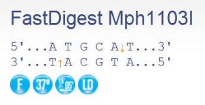 FERMFD0734 - ENZYME FD MPH1103I 100µL (100RXN)