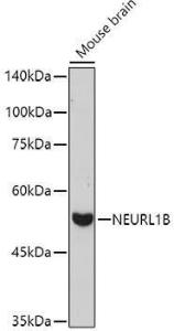 Western blot analysis of extracts of Mouse brain, using Anti-NEURL1B Antibody (A305441) at 1:1,000 dilution. The secondary antibody was Goat Anti-Rabbit IgG H&L Antibody (HRP) at 1:10,000 dilution.