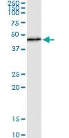 Anti-PER3 Antibody Pair