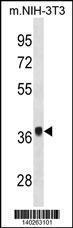 Anti-FGF8 Rabbit Polyclonal Antibody (HRP (Horseradish Peroxidase))