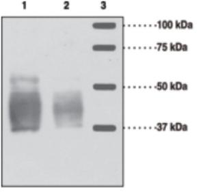 Anti-EDG 3 Rabbit Polyclonal Antibody