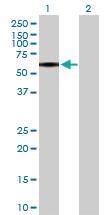 Anti-P2RX4 Rabbit Polyclonal Antibody