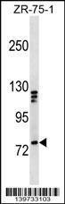 Anti-KIF3A Rabbit Polyclonal Antibody (Biotin)