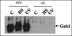 Anti-GAB1 Mouse Monoclonal Antibody [clone: 1AT1979]