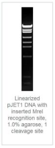 FERMER2021 - ENZYME MREI 3000 UNITS