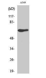 Western blot analysis of various cells using Anti-MTR1L Antibody