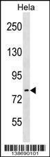 Anti-ARHGEF33 Rabbit Polyclonal Antibody (Biotin)