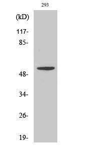 Western blot analysis of various cells using Anti-SERC3 Antibody