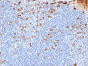 Immunohistochemical analysis of formalin-fixed, paraffin-embedded human tonsil using Anti-Kappa Light Chain Antibody [rL1C1]