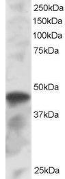 Anti-IRF8 Antibody (A83867) staining (1 µg/ml) of K562 lysate (RIPA buffer, 30µg total protein per lane). Primary incubated for 1 hour. Detected by western blot using chemilu minescence