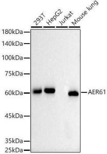 Western blot analysis of extracts of various cell lines, using Anti-AER61 Antibody [ARC2976] (A309276) at 1:1,000 dilution. The secondary antibody was Goat Anti-Rabbit IgG H&L Antibody (HRP) at 1:10,000 dilution.