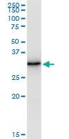 Anti-EFHD1 Polyclonal Antibody Pair