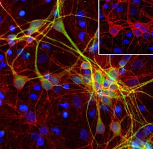 Immunofluorescent analysis of cortical neuron-glial cell culture from E20 rat embryos stained with Anti-alpha II Spectrin Antibody [3D7] (A85353), at a dilution of 1:500, in red, and co-stained with Anti-MAP2 Antibody (A85363), at a dilution of 1:10000 in green.