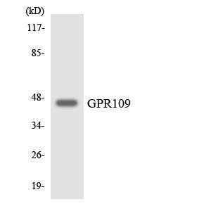 Anti-GPR109 Rabbit Polyclonal Antibody