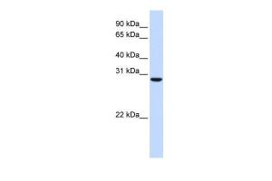 Anti-TPGS2 Rabbit Polyclonal Antibody