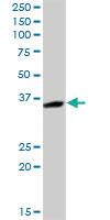 Anti-ENOPH1 Rabbit Polyclonal Antibody