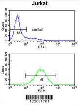 Anti-PLCL1 Rabbit Polyclonal Antibody (HRP (Horseradish Peroxidase))