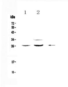 Anti-Betacellulin Polyclonal Antibody