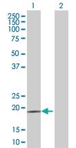 Anti-CD53 Mouse Polyclonal Antibody