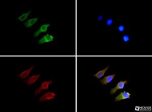 Anti-SEMA3B Rabbit Polyclonal Antibody