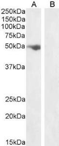 Anti-FSTL1 Goat Polyclonal Antibody