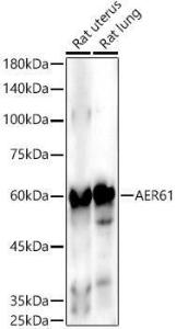 Western blot analysis of extracts of various cell lines, using Anti-AER61 Antibody [ARC2976] (A309276) at 1:1,000 dilution. The secondary antibody was Goat Anti-Rabbit IgG H&L Antibody (HRP) at 1:10,000 dilution.