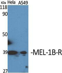 Western blot analysis of various cells using Anti-MTR1B Antibody