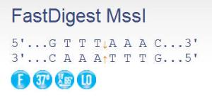 FERMFD1344 - ENZYME FD MSSI 100µL (100RXN)