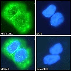 Anti-FSTL1 Goat Polyclonal Antibody