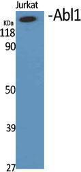 Western blot analysis of various cells using Anti-Abl Antibody